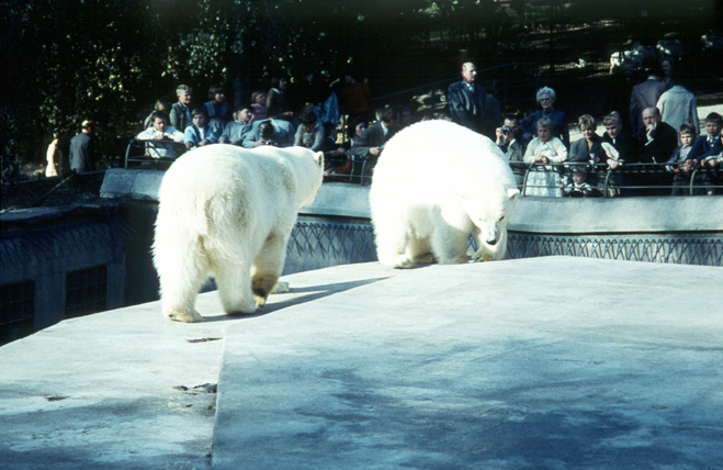 M29-Eisbären im Zoo - 1959